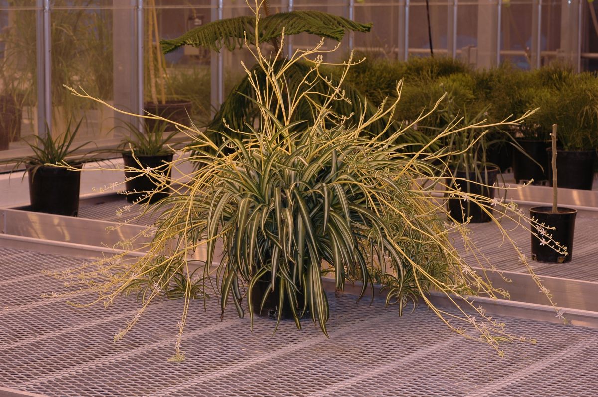 Asparagaceae Chlorophytum capense