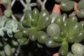 image of Sedum hernandezii
