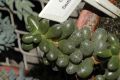 image of Sedum hernandezii
