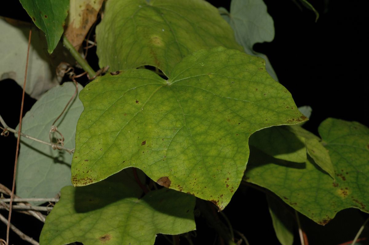 Menispermaceae Menispermum canadense
