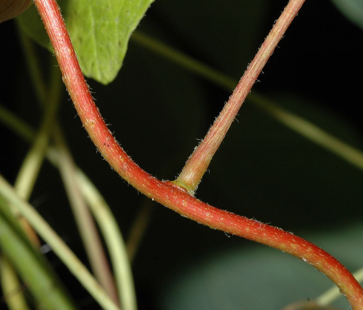 Menispermaceae Menispermum canadense