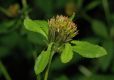 image of Bidens 