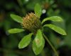 image of Bidens 