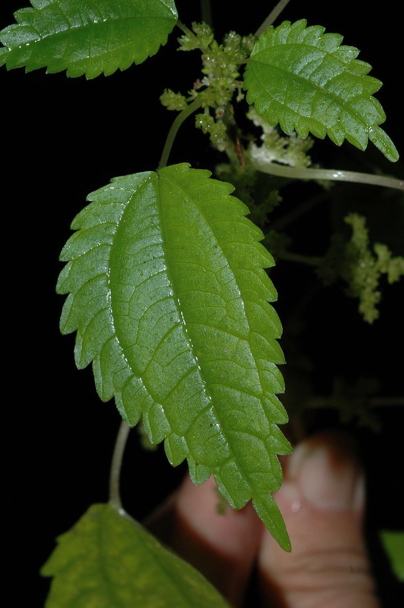 Urticaceae Pilea pumila