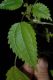 image of Pilea pumila