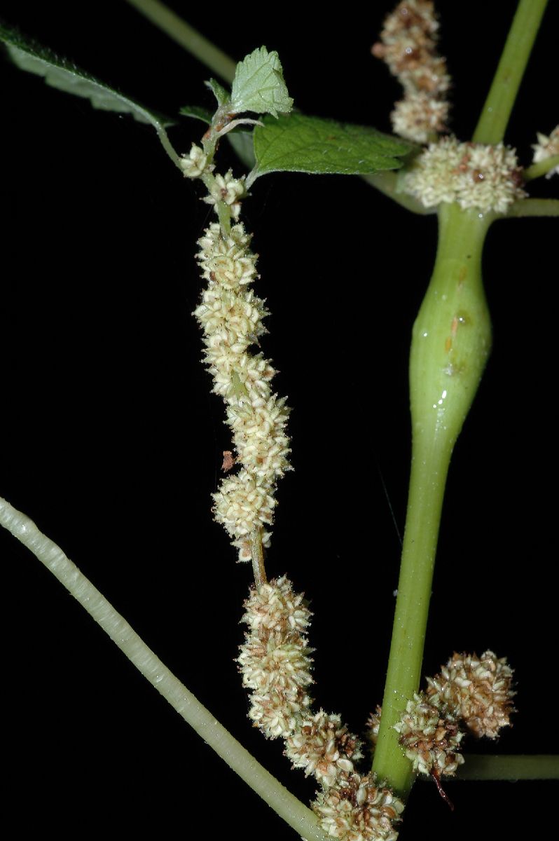 Urticaceae Boehmeria cylindrica