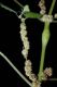 image of Boehmeria cylindrica