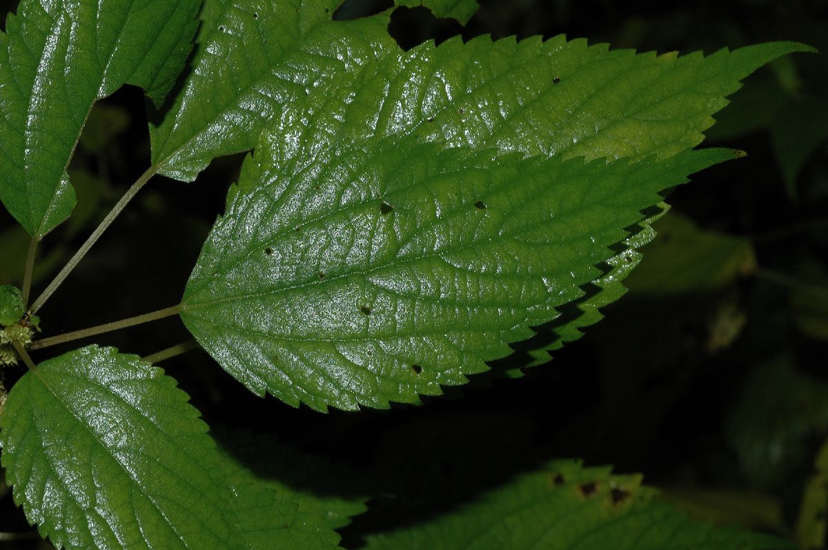 Urticaceae Boehmeria cylindrica