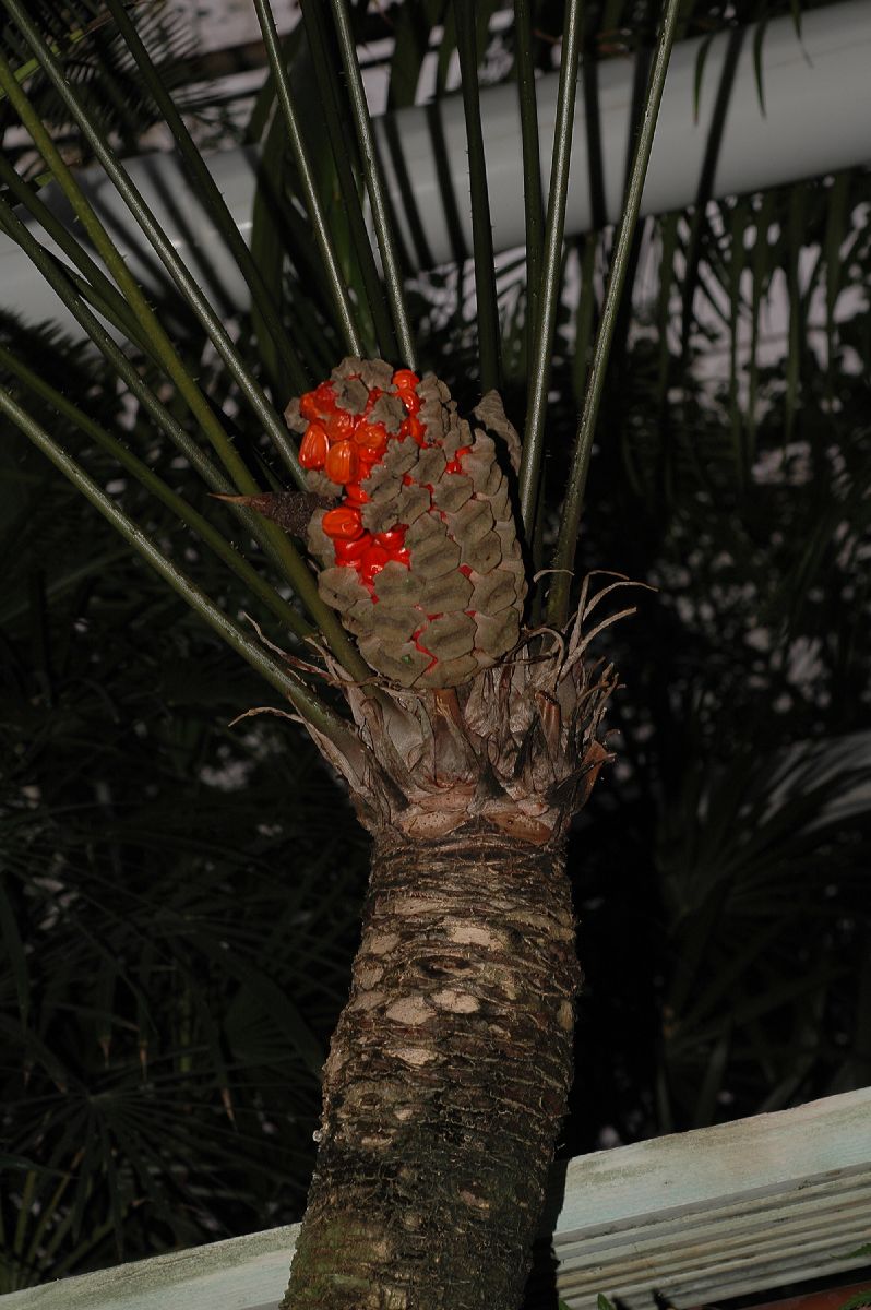 Zamiaceae Zamia pseudomonticola