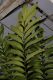 image of Zamia pseudomonticola