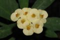 image of Euphorbia milii