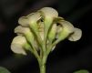 image of Euphorbia milii