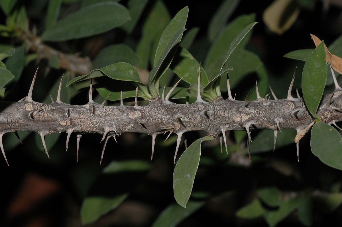 Euphorbiaceae Euphorbia milii