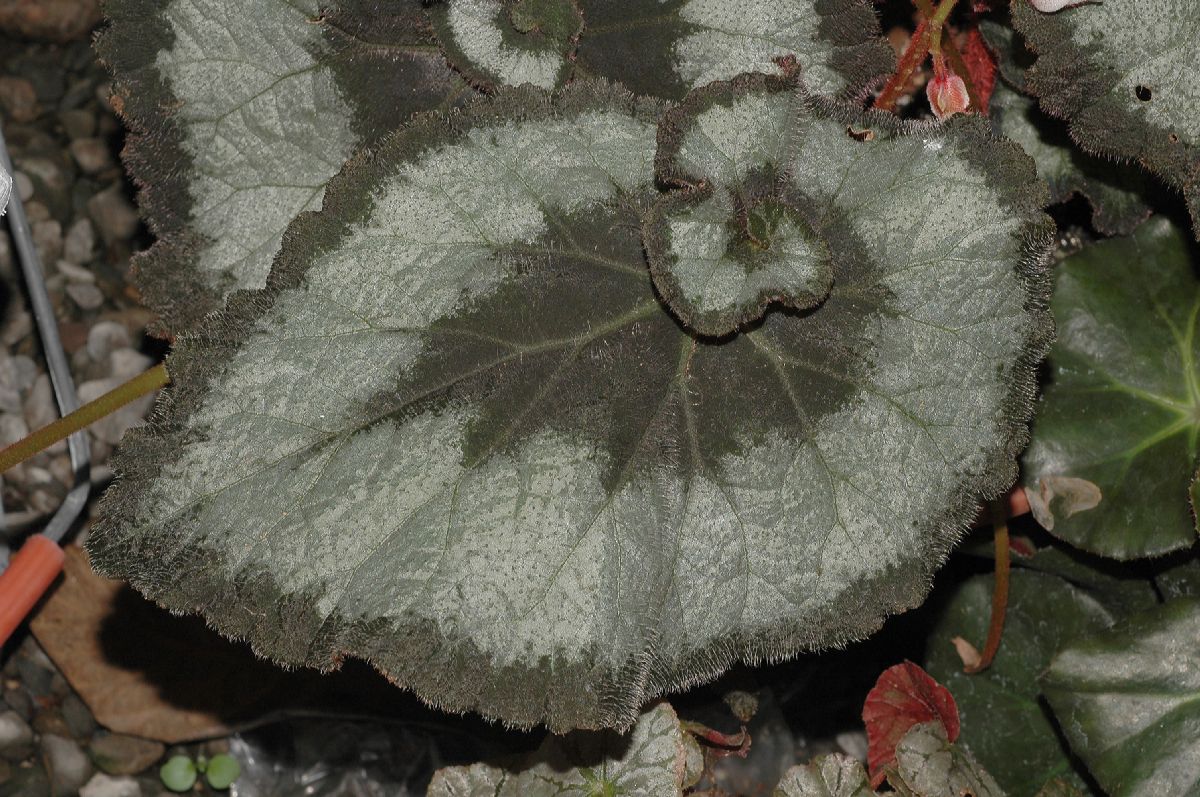 Begoniaceae Begonia 