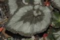 image of Begonia 