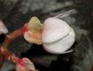 image of Begonia 