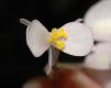 image of Begonia 