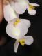 image of Begonia 