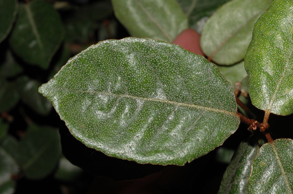 Elaeagnaceae Elaeagnus pungens