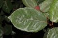 image of Elaeagnus pungens