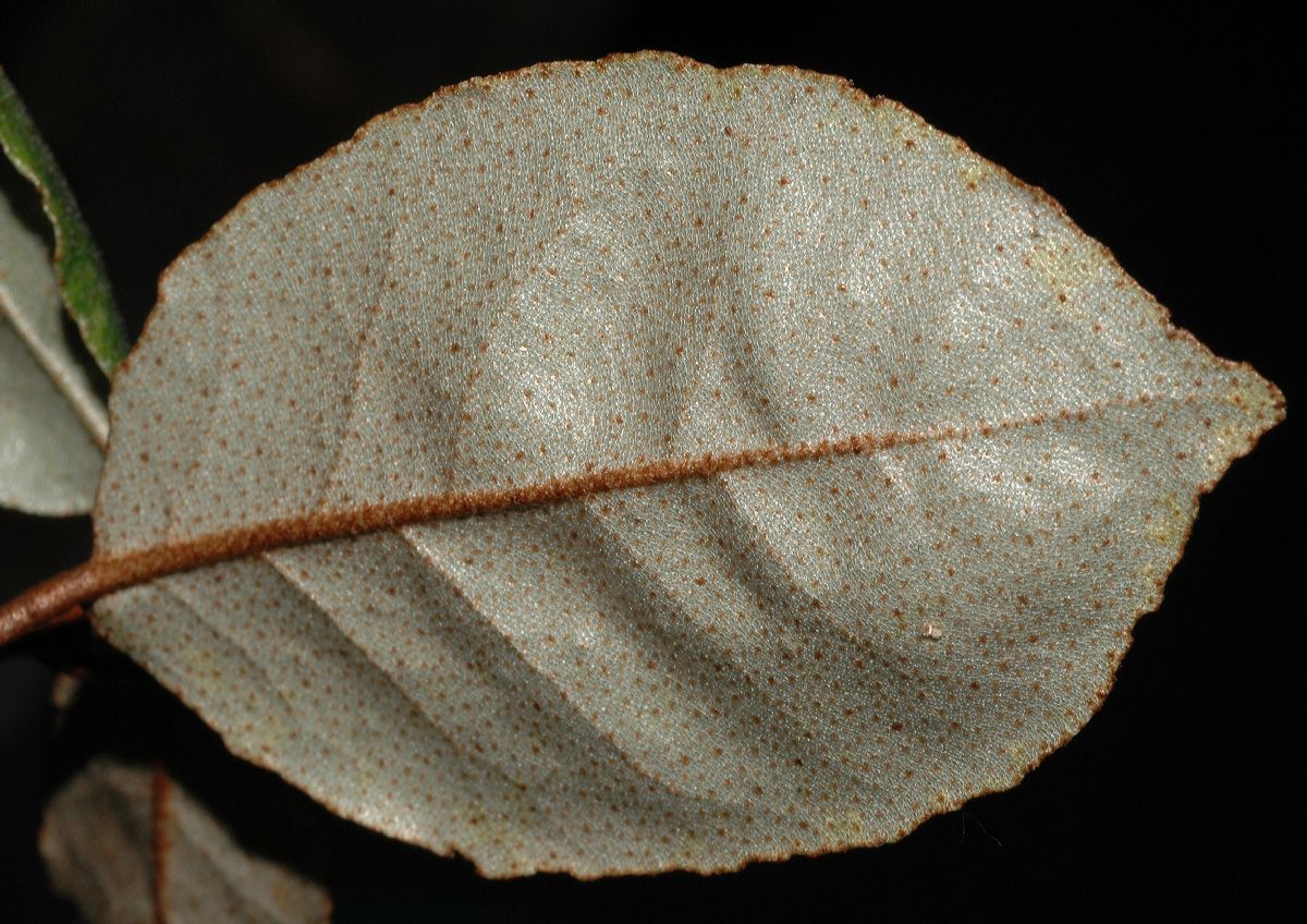 Elaeagnaceae Elaeagnus pungens