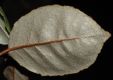 image of Elaeagnus pungens