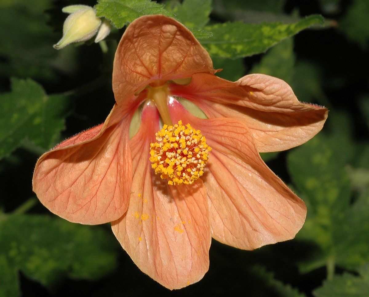 Malvaceae Abutilon pictum