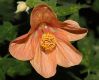 image of Abutilon pictum