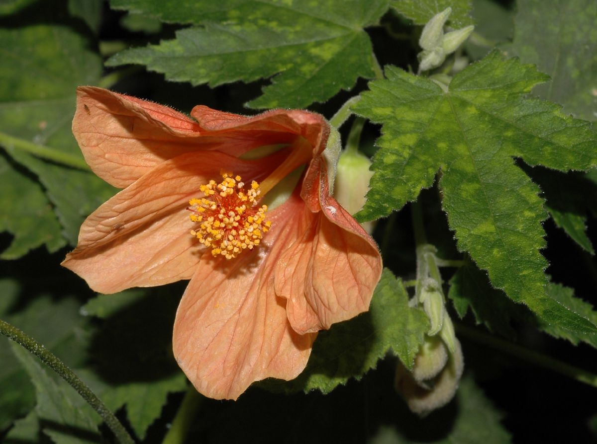 Malvaceae Abutilon pictum