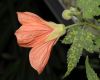 image of Abutilon pictum