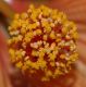 image of Abutilon pictum