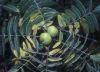 image of Juglans californica