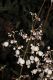 image of Begonia 