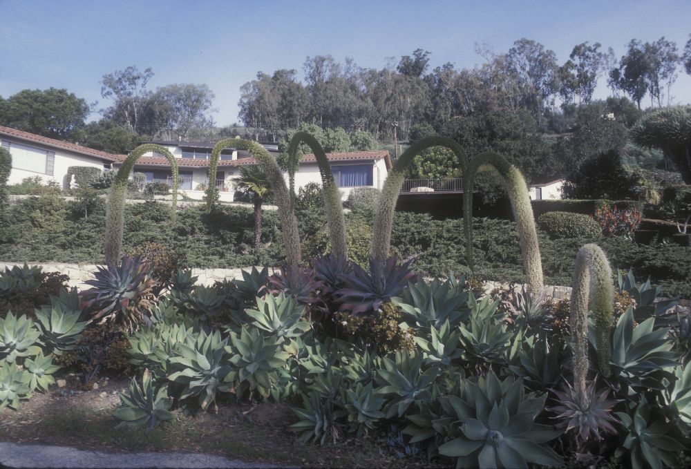 Asparagaceae Agave attenuata