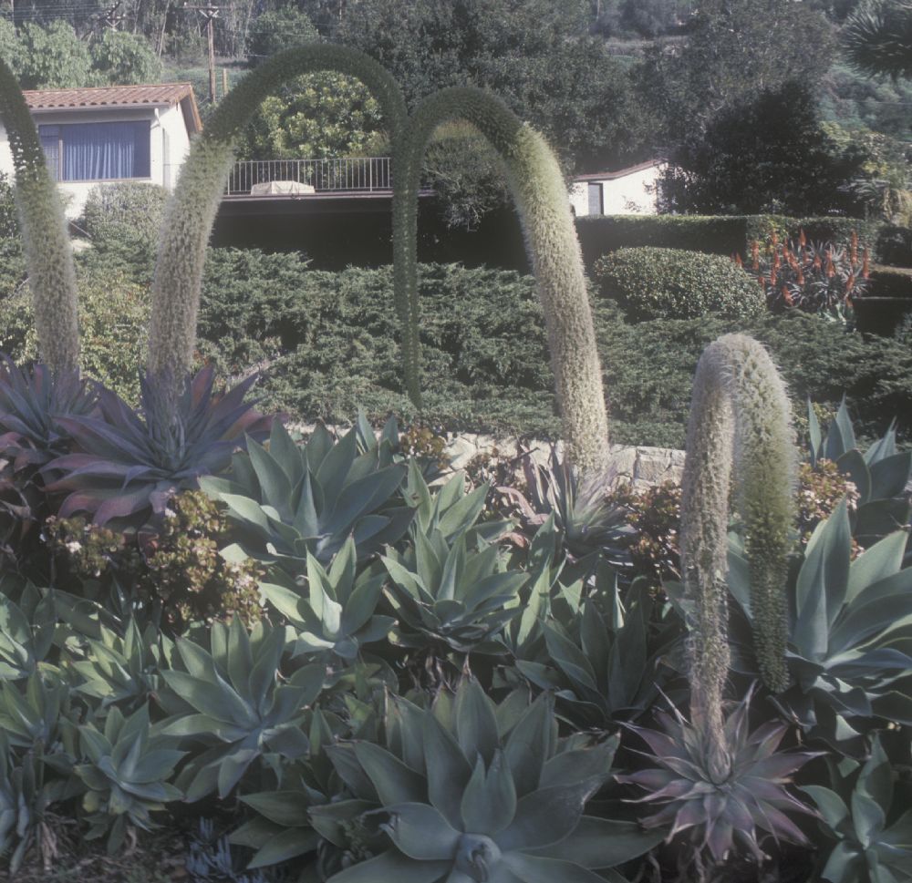 Asparagaceae Agave attenuata