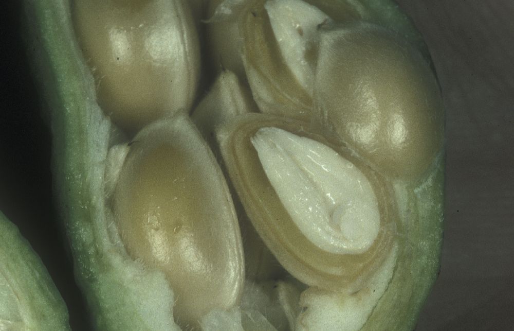 Calycanthaceae Calycanthus floridus