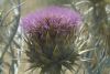 image of Cynara cardunculus