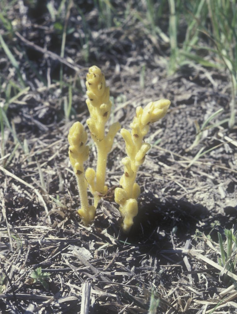 Orobanchaceae Orobanche ramosa