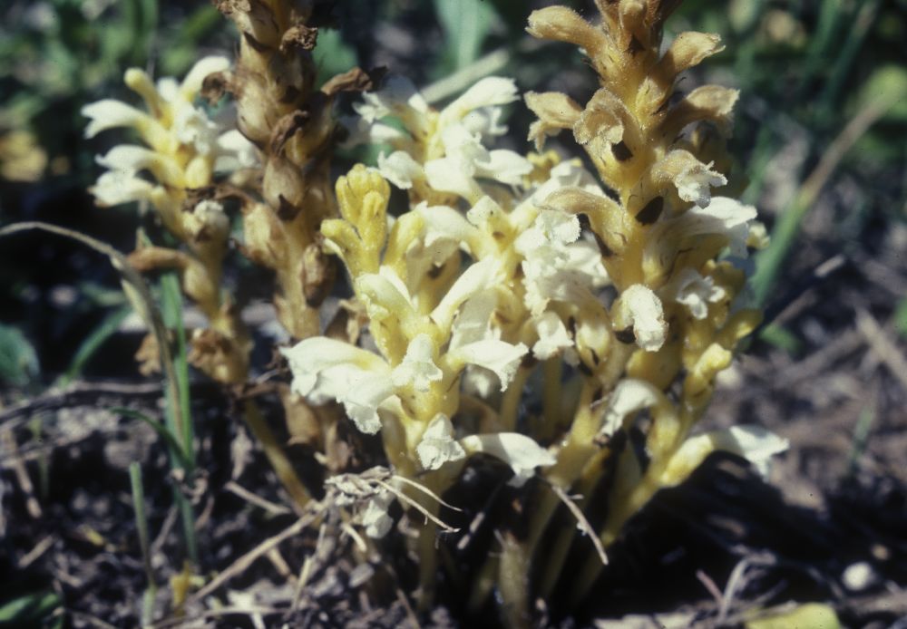 Orobanchaceae Orobanche ramosa