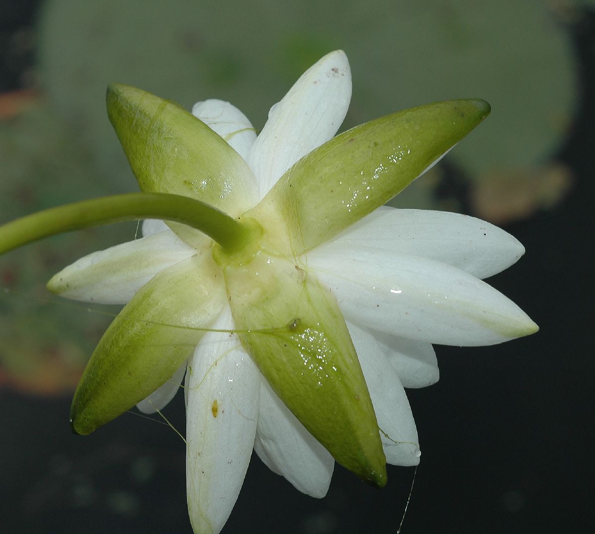 Nymphaeaceae Nymphaea 