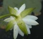 image of Nymphaea 