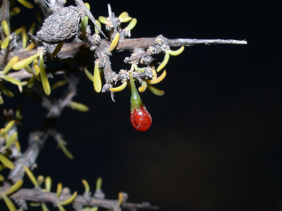 Solanaceae Lycium ameghinoi
