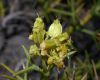 image of Mulinum spinosum