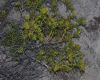 image of Mulinum spinosum