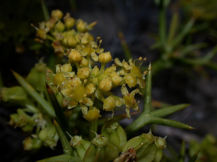 Apiaceae Mulinum spinosum