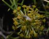 image of Mulinum spinosum