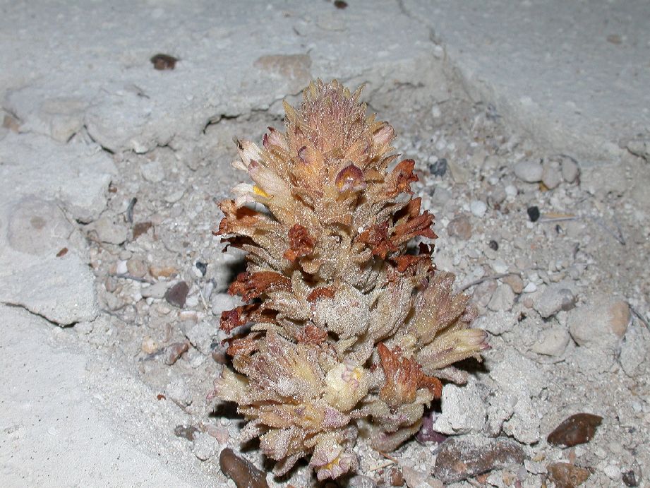 Orobanchaceae Orobanche chilensis