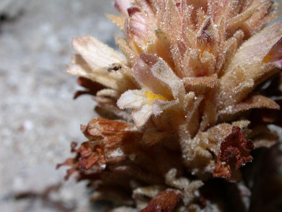 Orobanchaceae Orobanche chilensis