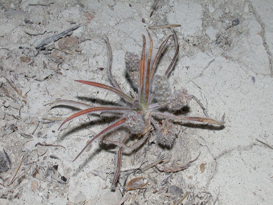 Plantaginaceae Plantago patagonica