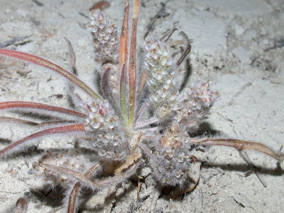Plantaginaceae Plantago patagonica